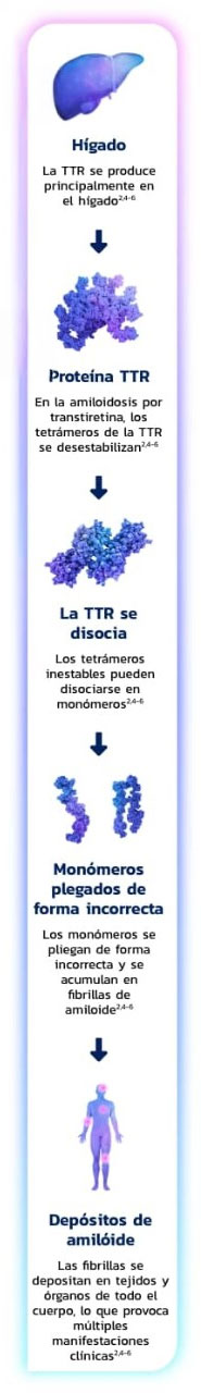 Diagrama que muestra la progresión de TTR producido en el hígado a tetrámeros inestables, monómeros plegados incorrectamente y depósitos de amiloides en los órganos.