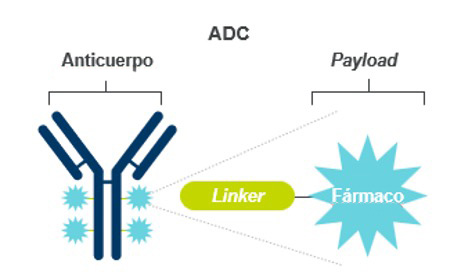 Tratamiento con ADC