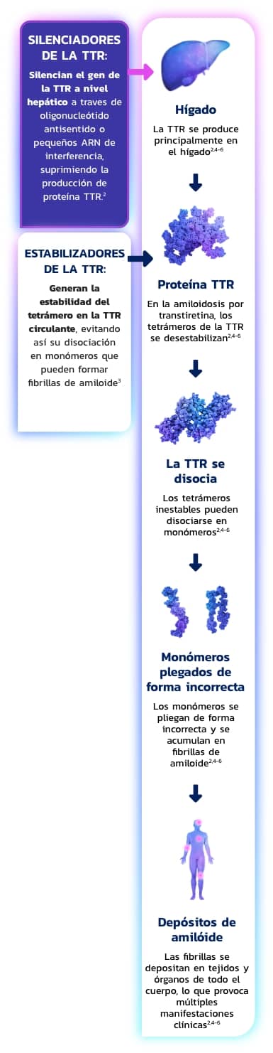 Silenciadores y Estabilizadores de la TTR