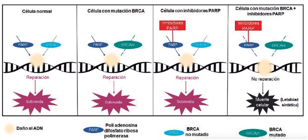 Mutación Del Gen BRCA