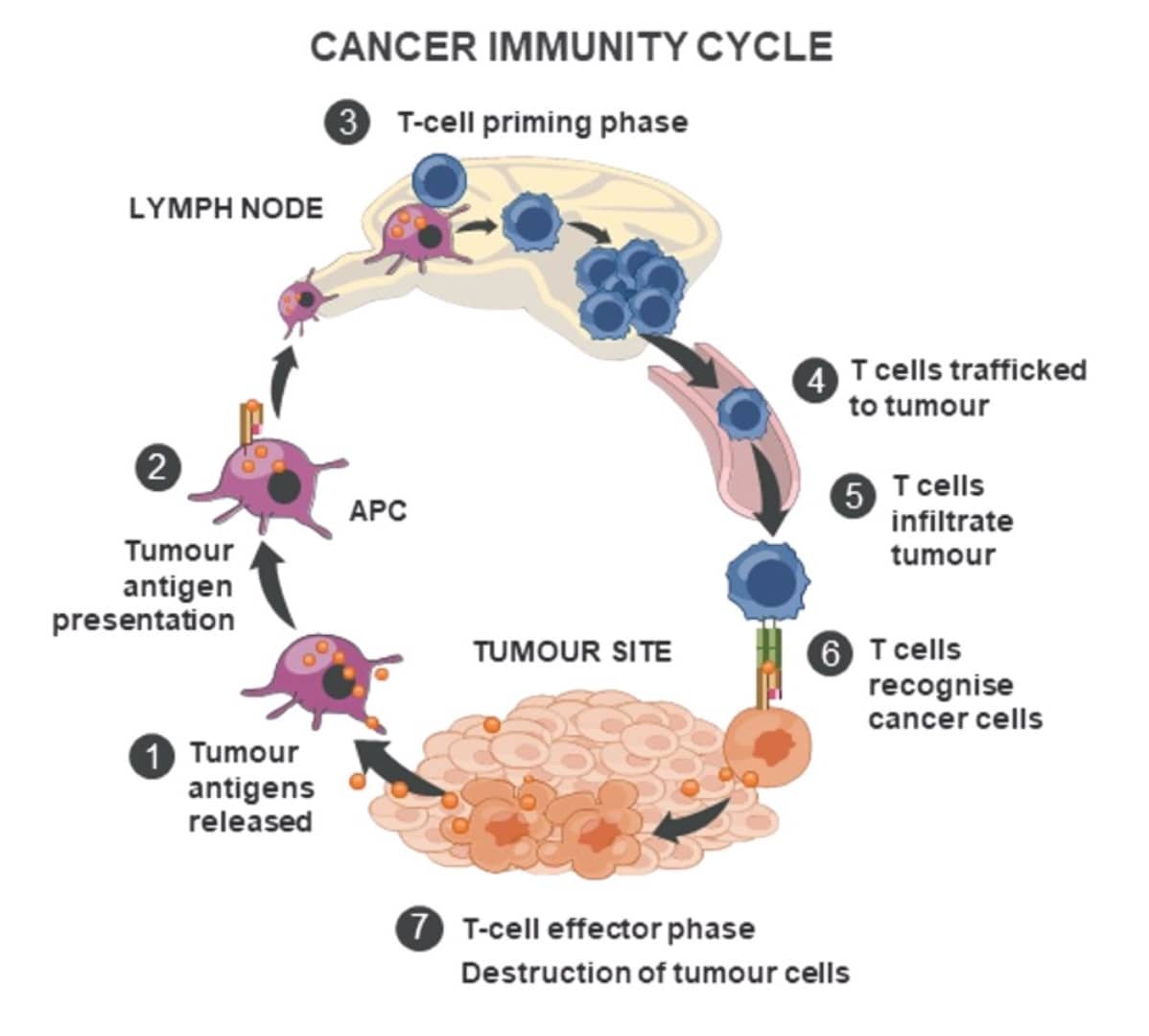 Ciclo de Inmunidad Al Cáncer 