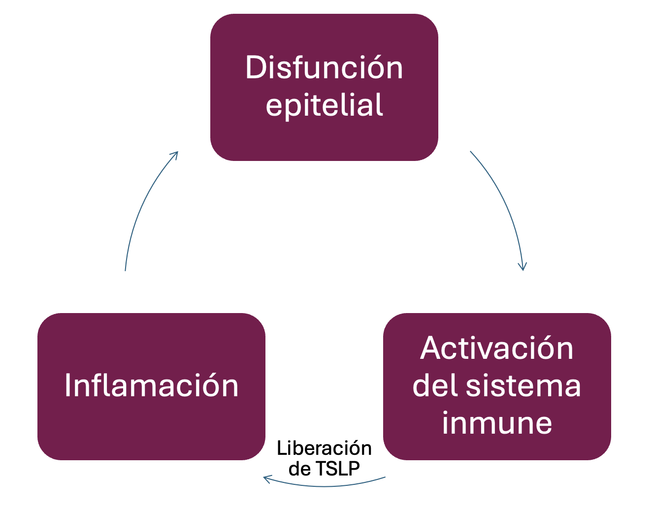 epitelial-image