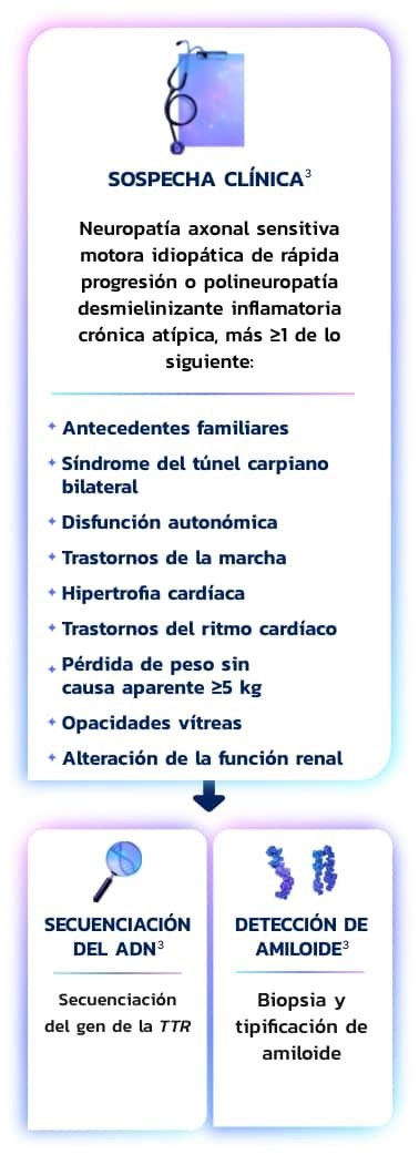 Diagnóstico de ATTRv-PN