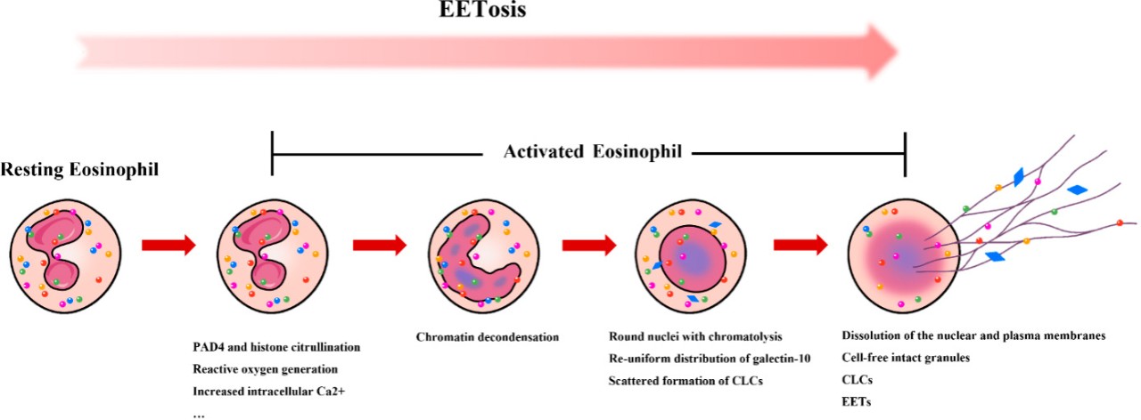 diagrama de etosis de eosinófilos