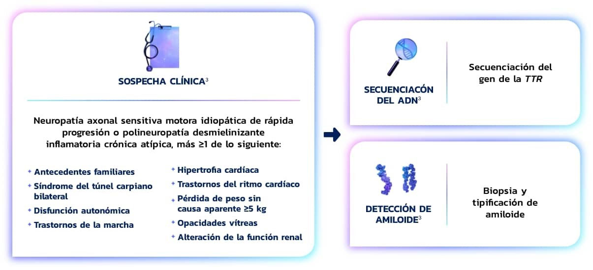 Diagnóstico de ATTRv-PN