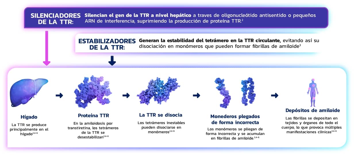 Silenciadores y Estabilizadores de la TTR