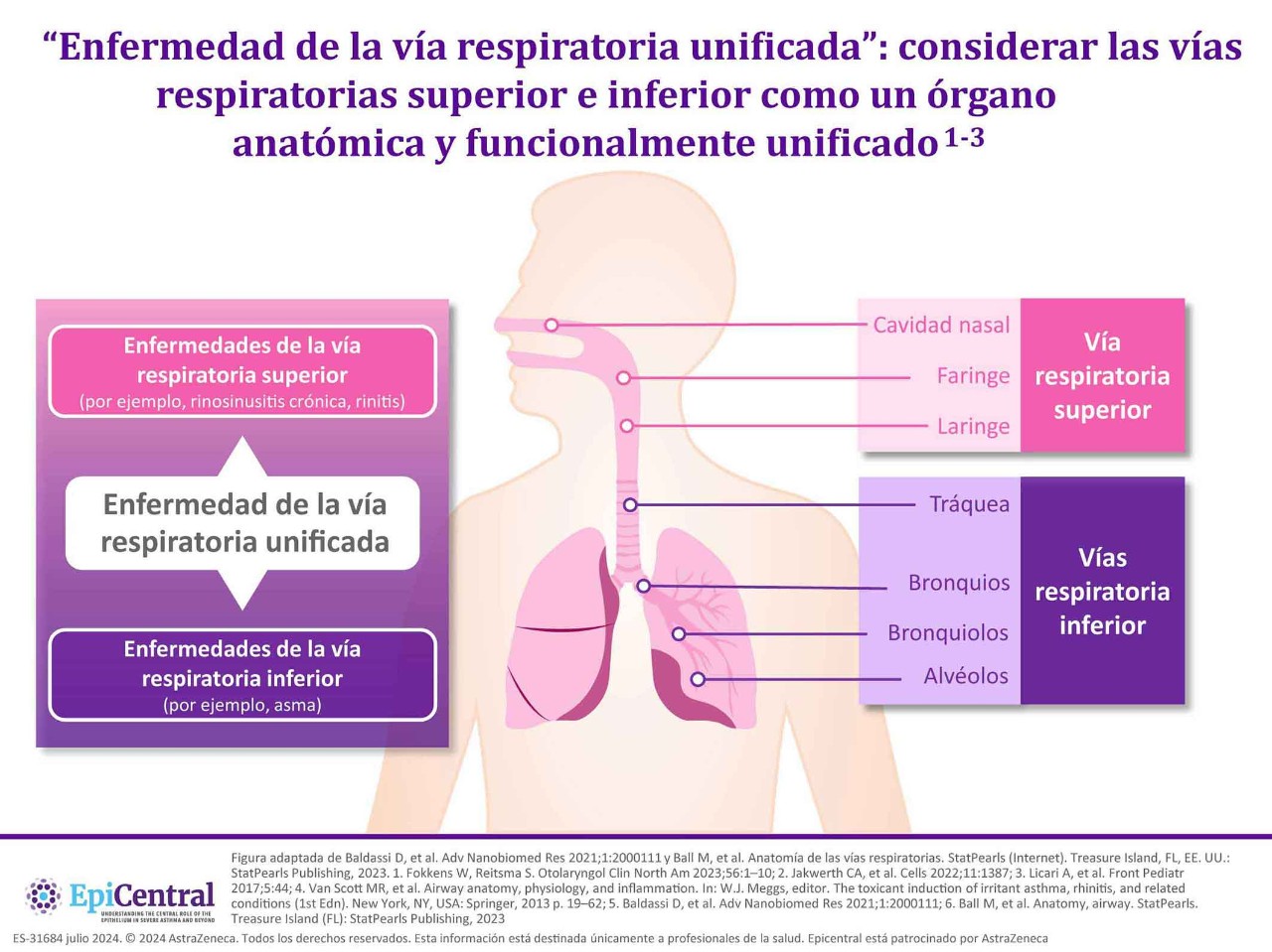 Introducción al epitelio de la vía respiratoria