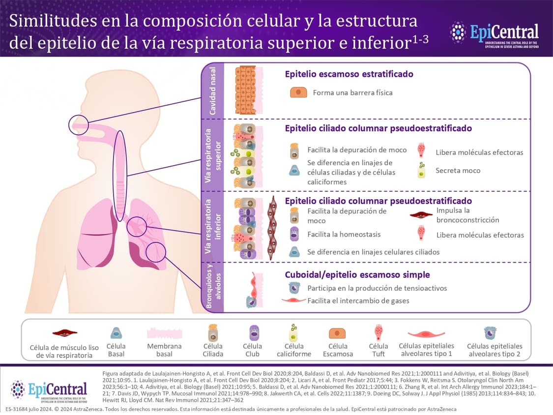 Estructura del epitelio de las vías respiratorias superior e inferior