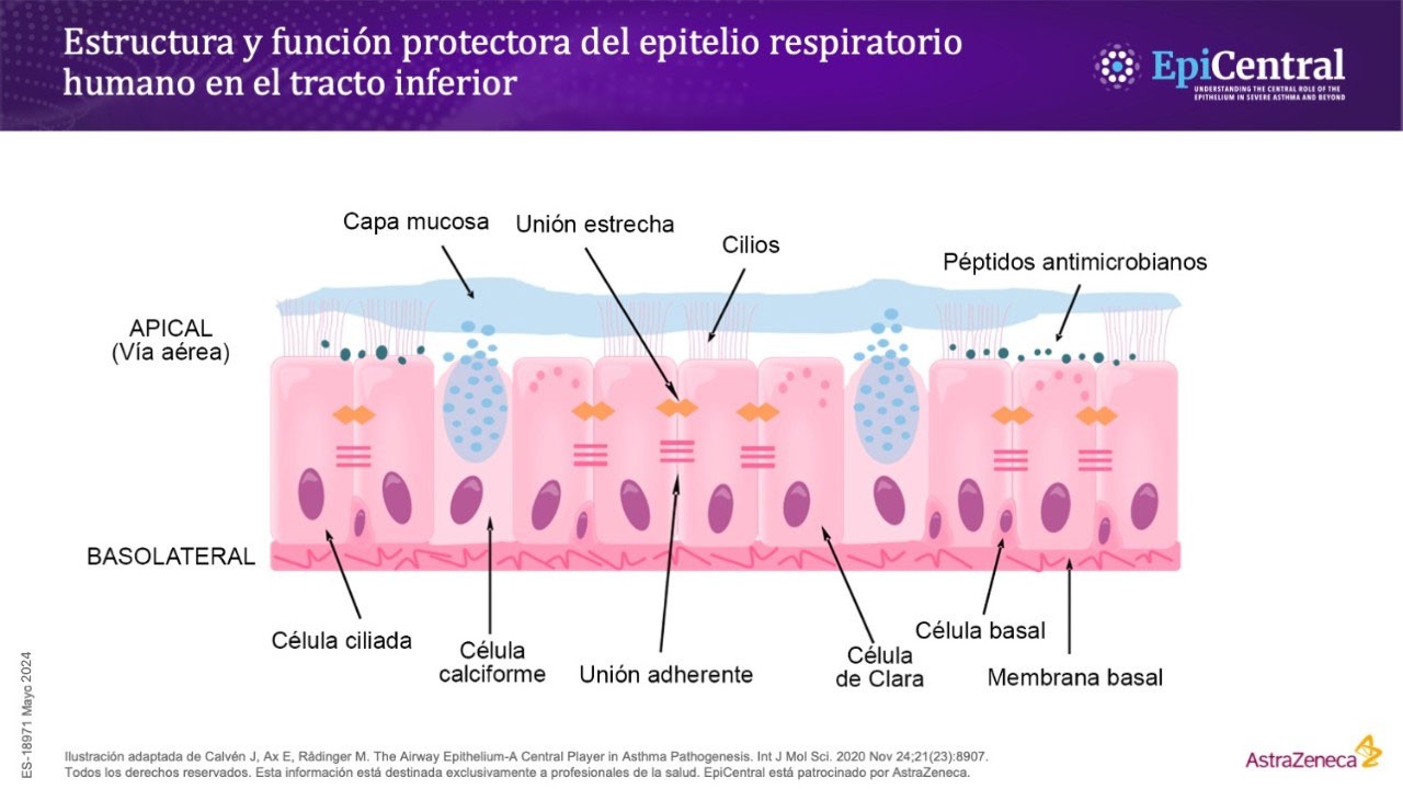 Estructura del epitelio respiratorio inferior humano y función protectora.
