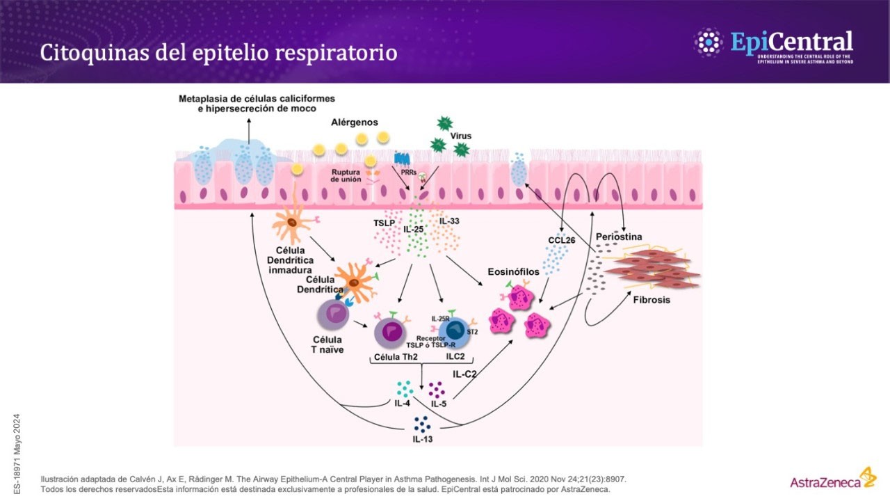 Diagrama de la vía de las citoquinas epiteliales respiratorias.