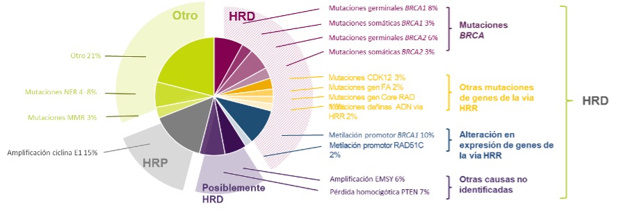 Cuadro Sobre El Cáncer De Ovario De HRD